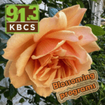 Blossoming Rose