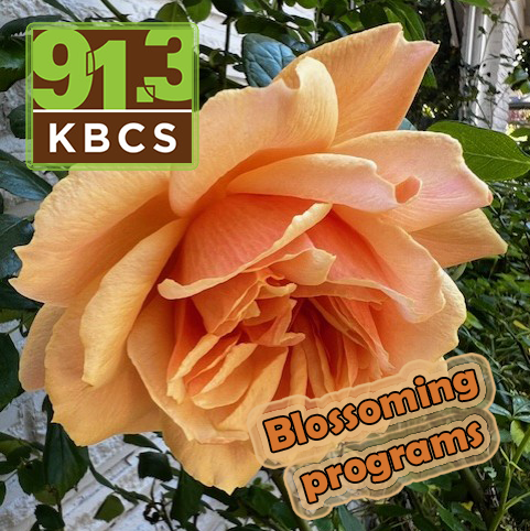 Blossoming Rose