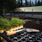 Plants on nursery table with trowel.