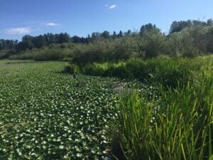 A serene wetland under a clear blue sky, featuring lush green grass and thick lily pads. Trees line the background, conveying a peaceful, natural scene.