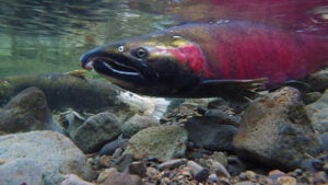 Underwater photo of salmon swimming over rocks with red tones on the sides of the fish.